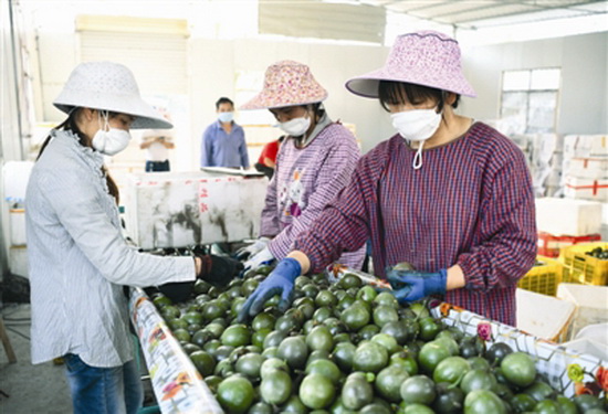 罗城创新实施后续产业扶持 助力搬迁群众增收