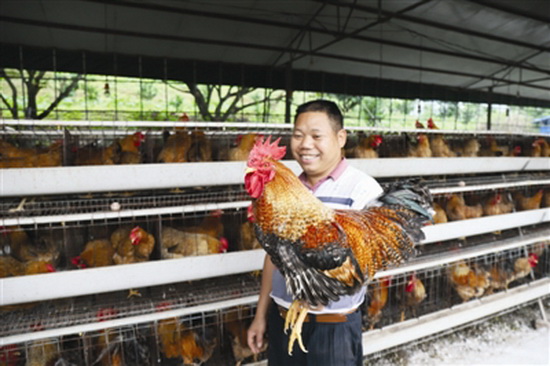 “七百弄鸡”亮相“学习强国”