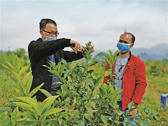 金城江区为贫困群众发展产业提供指导