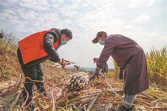第一书记帮扶忙