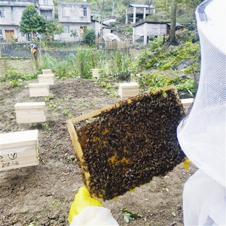 养蜂扶贫酿就甜蜜事业