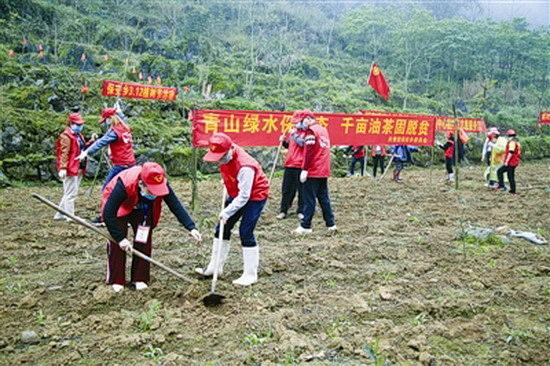 志愿者义务种植油茶树