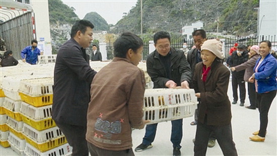 林兰村贫困户免费喜获6000羽鸡苗