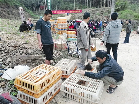 发放鸡苗促增收