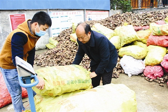 收购旱藕 保农增收