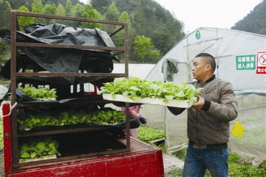 不误农时 移栽烟苗