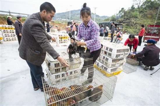 赠送鸡苗 促农增收