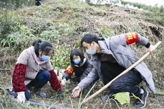 思恩镇免费向群众发放183.6万株油茶苗、核桃苗