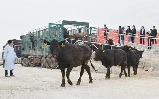 宜州大写“牛文章”