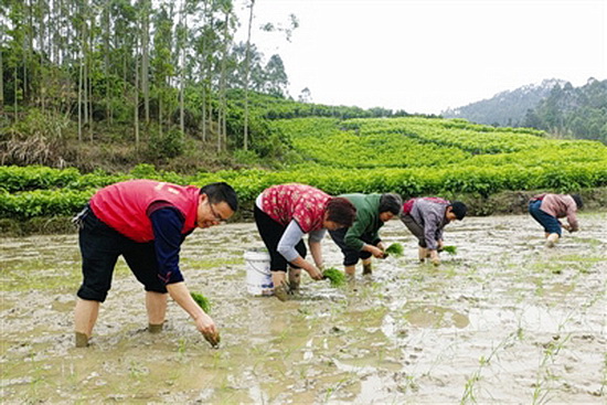 环江驻村第一书记助力春耕备耕