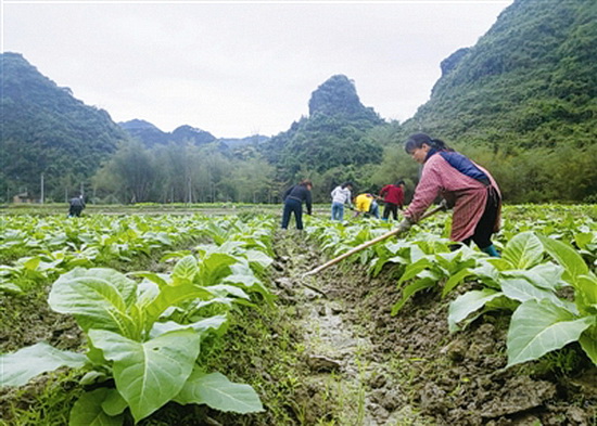 乔善乡引导群众进行“烟稻轮作”种植