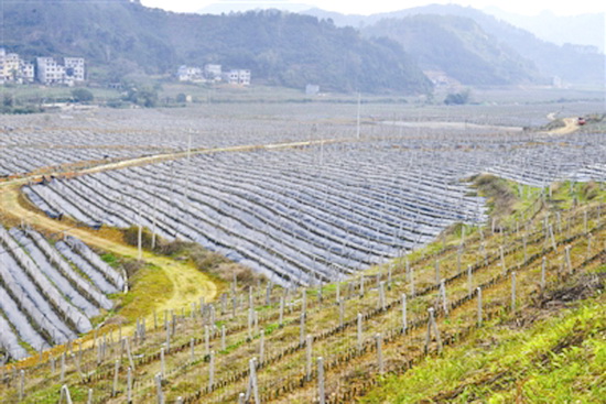 燕洞镇两村种植火龙果面积已超2000亩