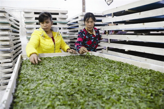 发展桑蚕产业 走上致富道路