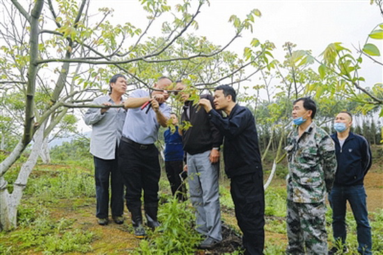 技术服务送上门 管护核桃助春耕