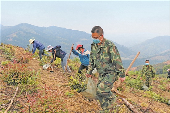 天峨打造高产油茶核心区 今年已完成种植1600亩