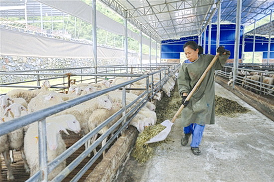 大化大力发展湖羊养殖产业