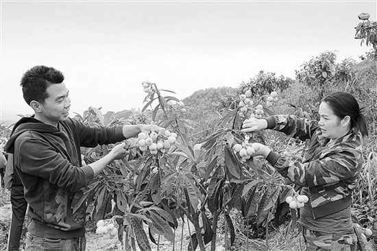 天峨特色水果种植面积达17.6万亩