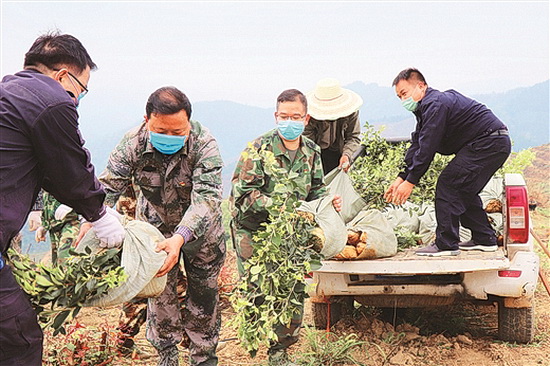 天峨打造高产油茶+观赏旅游核心区