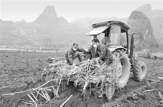 截至3月底，环江今年已共种植甘蔗5万多亩