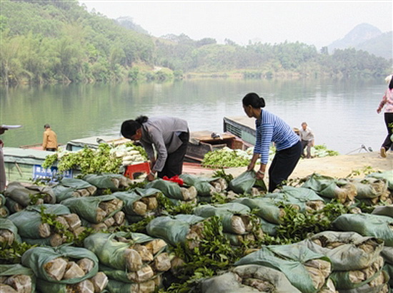 乙圩乡发放1.1万株油茶苗