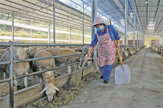 大化湖羊扶贫产业核心示范区带动160个扶贫养殖场