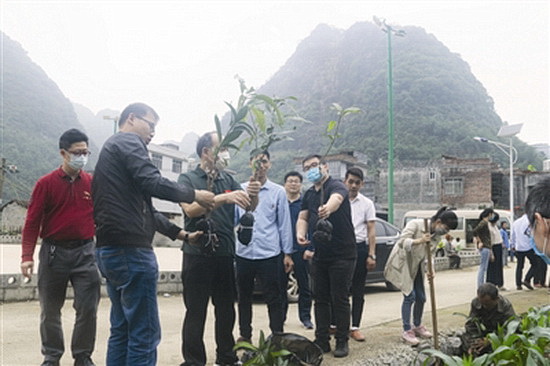 帮扶干部为弄亮村种扁桃树