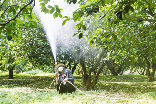 今年罗城已基本完成15.5万亩果树春季管理工作