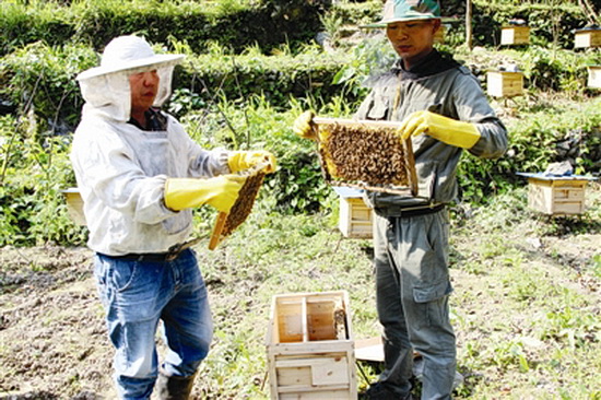 “甜蜜事业”助农增收