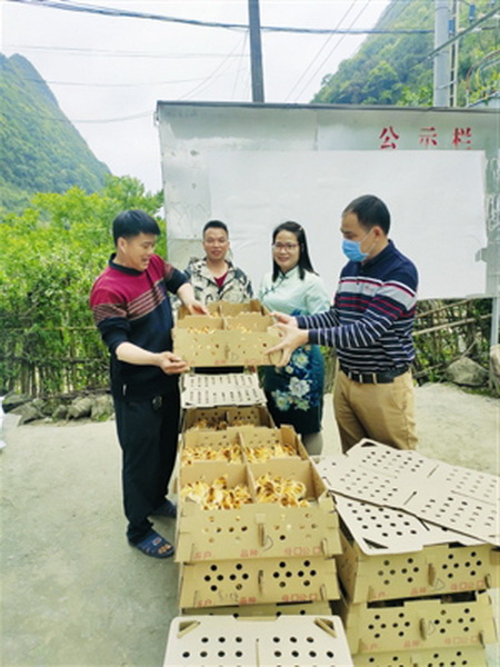 凤塘村贫困户免费获赠7000羽鸡苗