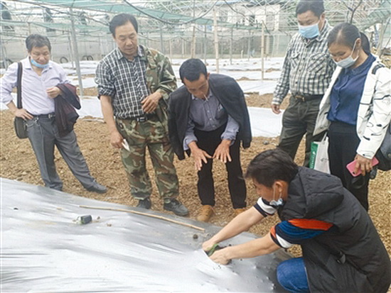 种植户到桂林学习罗汉果种植栽培技术