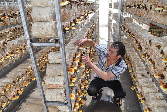 广西东兰：产业园长出“脱贫菌”