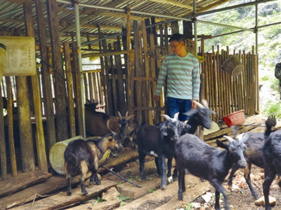 贫困夫妇深山养羊闯出一条致富路