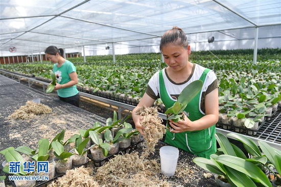 广西东兰：兰花产业助脱贫