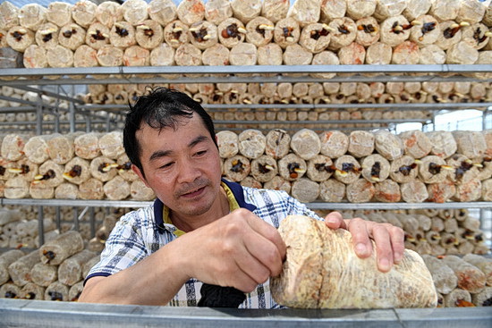 广西东兰：产业园长出“脱贫菌”