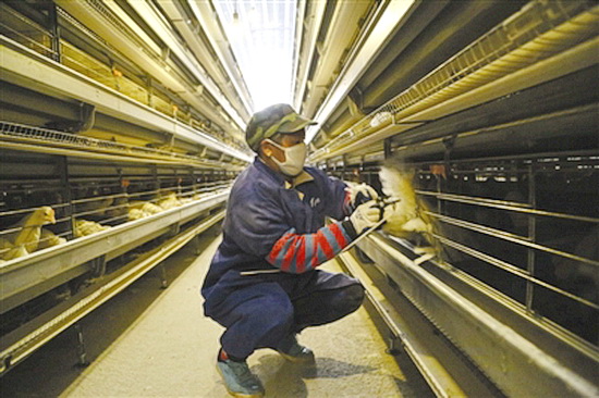 所略乡蛋鸡养殖示范基地一期投产