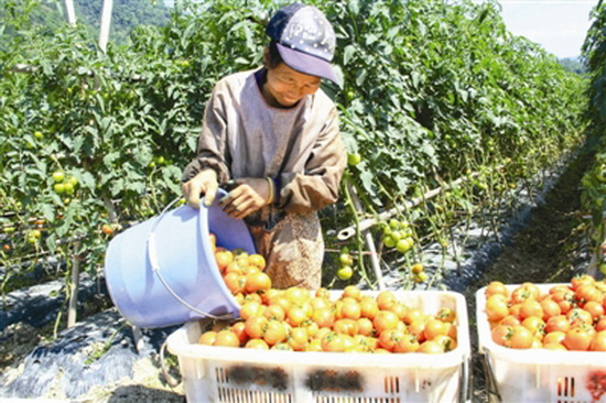 西红柿红了 示范园活了