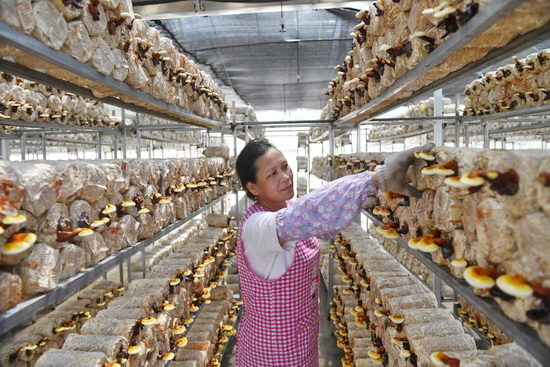 广西东兰：产业园长出“脱贫菌”