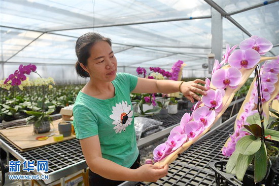 广西东兰：兰花产业助脱贫