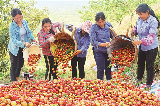 天峨建成4.3万亩早熟油桃示范区