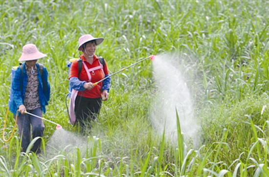 推广良种良法种植 助力蔗农“甜蜜”增收