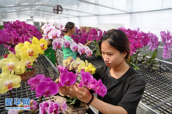 广西东兰：兰花产业助脱贫