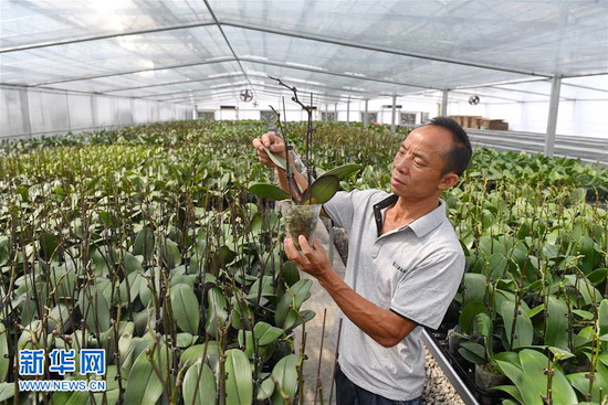 广西东兰：兰花产业助脱贫