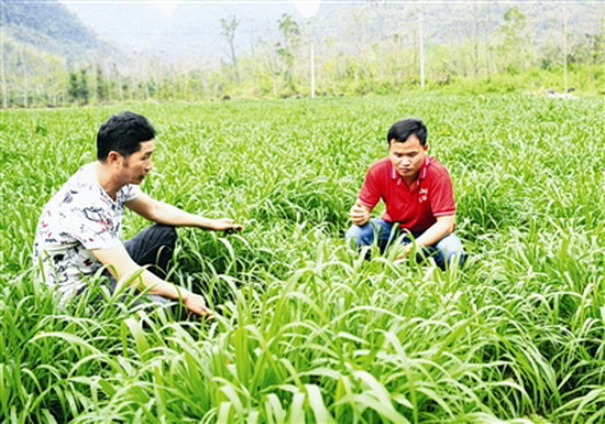 “航标科长”为石山村找准脱贫方向