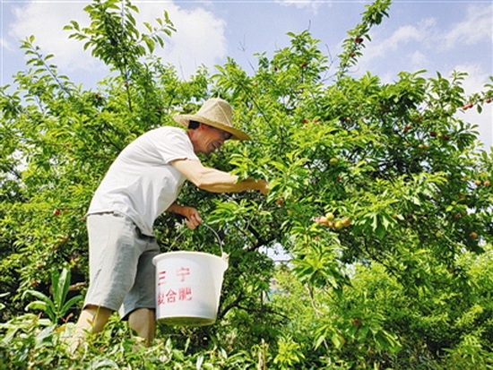 早熟三华李上市 预估产量600吨