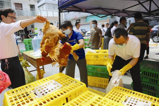 认购七百弄鸡 助力群众增收