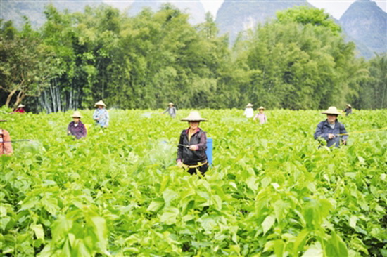 宜州:转型升级 “破茧重生”