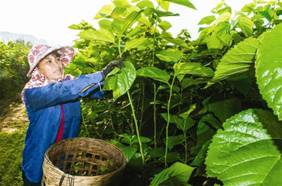 宜州:转型升级 “破茧重生”